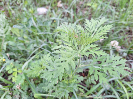 Avtor: Uprava za varno hrano, veterinarstvo in varstvo rastlin